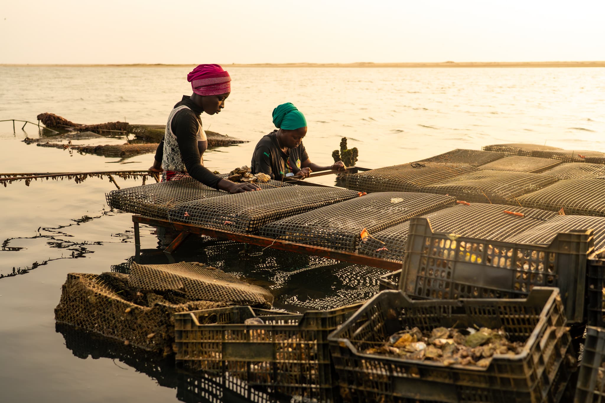 Photo de terrain, programme FISH4ACP