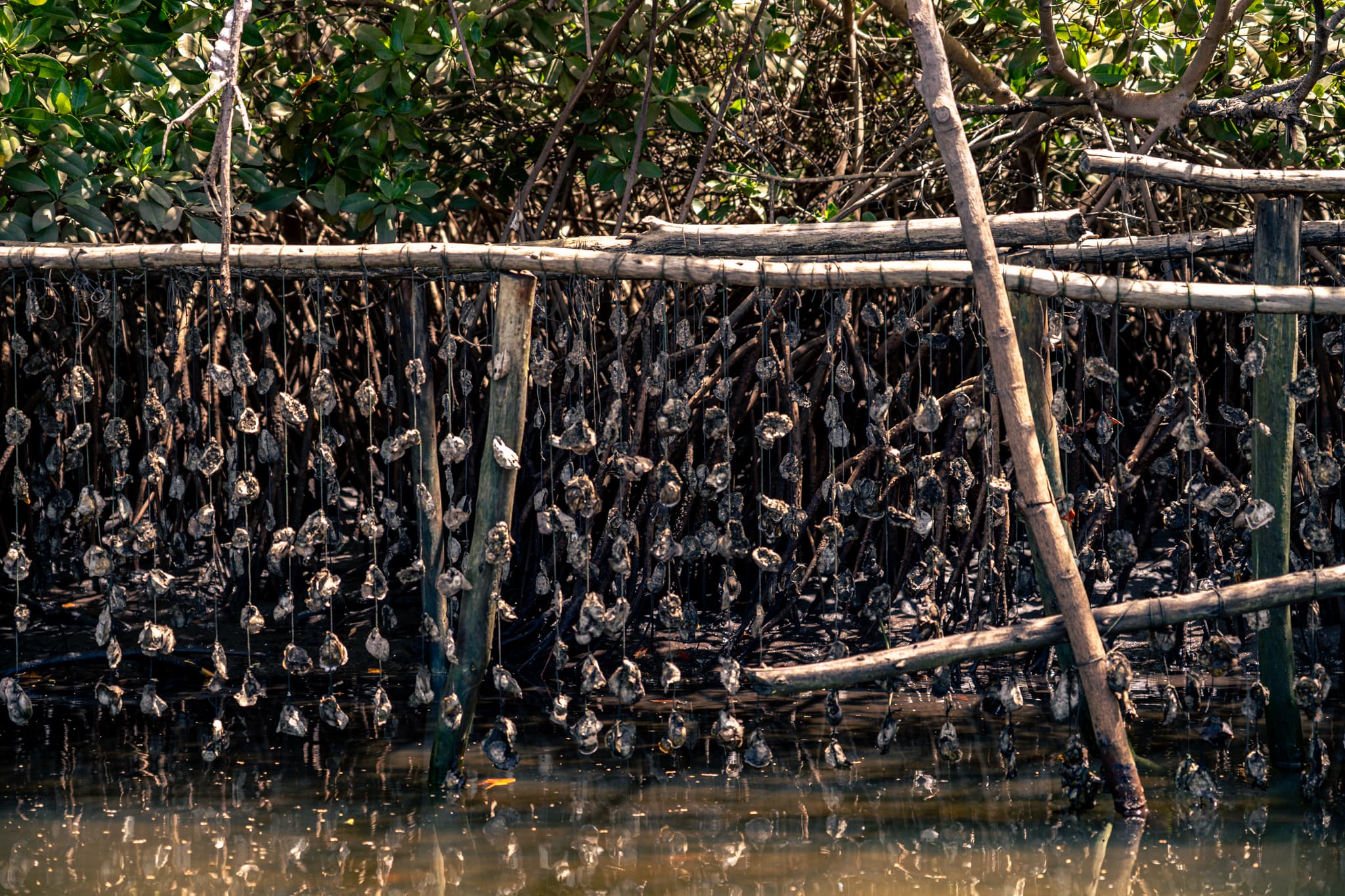 Photo de terrain, programme FISH4ACP